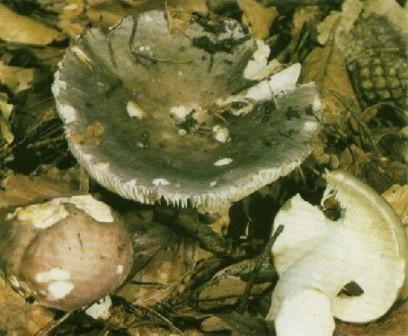  - Russula cyanoxaniha 